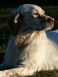 CUCCIOLA