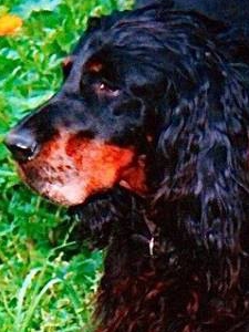 hansel