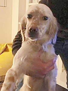 Jasmine