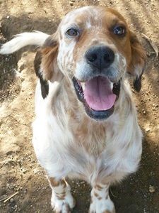 rudy