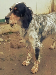 Dafne