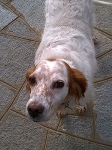 Dafne