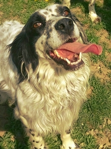 stellina