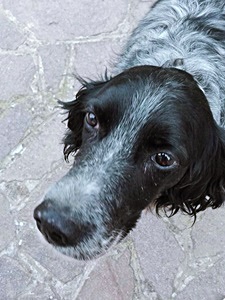 stellina